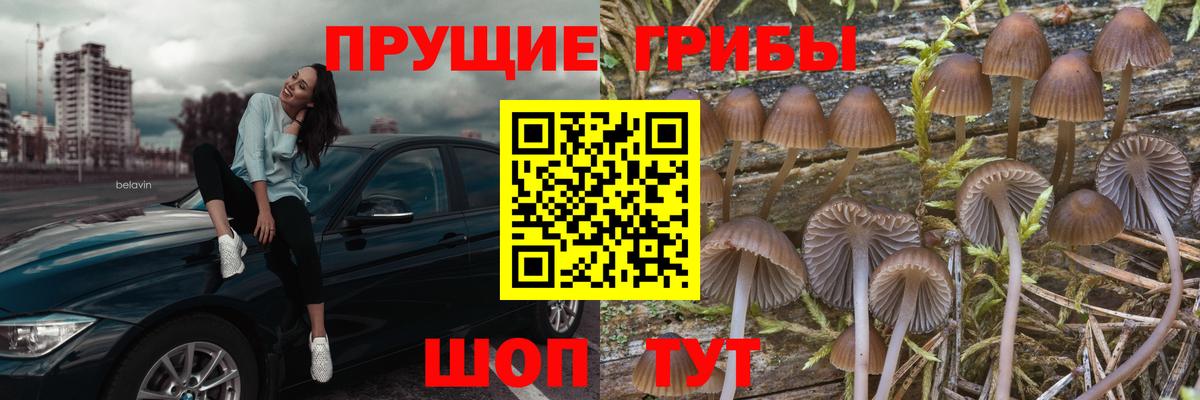 купить наркотики сайты  Вход с VPN  Орск  Псилоцибиновые грибы MAGIC MUSHROOMS 